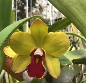 Cattleya June Bug