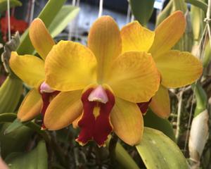 Cattleya June Bug