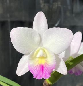 Cattleya Lana Coryell