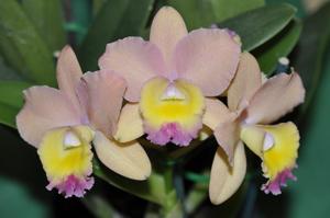 Cattleya Lana Coryell