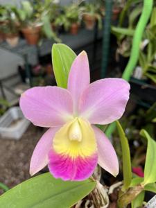 Cattleya Lana Coryell