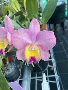 Cattleya Lana Coryell