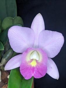 Cattleya Lana Coryell