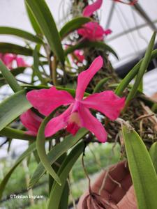 Cattleya Batemaniana