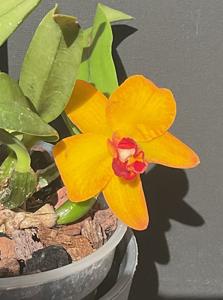 Cattleya Beaufort