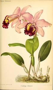 Cattleya Calypso