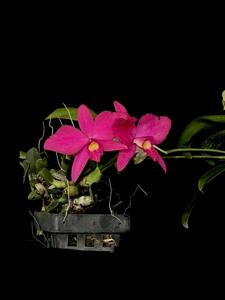 Cattleya Roya Evelyn