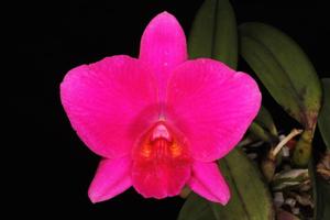 Cattleya Orpetii