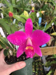 Cattleya Isabelle Stone