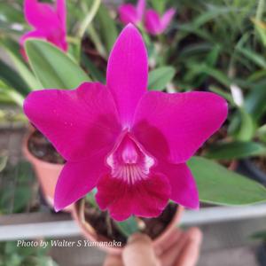 Cattleya Isabelle Stone