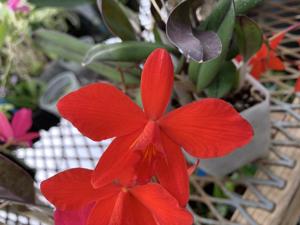 Cattleya Marriottiana (2/1896)