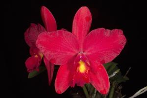 Cattleya Bright Angel