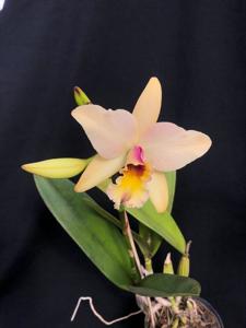 Laeliocattleya Coastal Sunrise