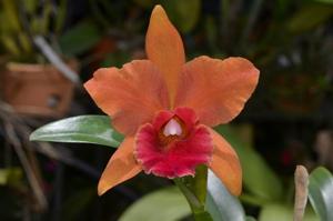 Cattleya George Hausermann