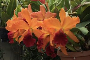 Cattleya George Hausermann