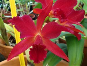 Cattlianthe Jewel Box