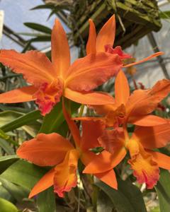 Cattlianthe Jewel Box