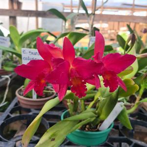 Cattlianthe Jewel Box