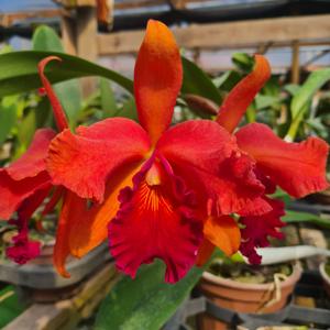 Cattleya Naomi Kerns