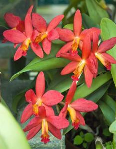 Cattlianthe Rocket Burst