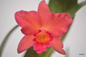 Cattlianthe Rajah's Ruby