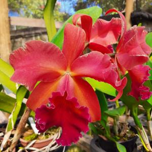 Cattleya Pumpkin Festival