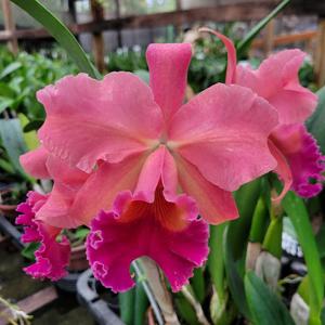 Cattleya Pumpkin Festival