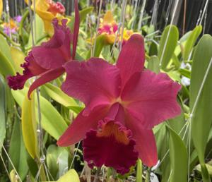 Cattleya Pumpkin Festival