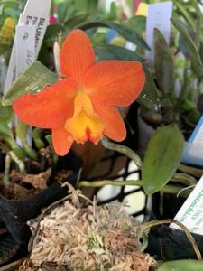 Cattleya Seagulls Mini-Cat Heaven