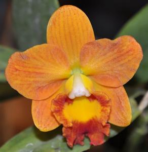 Cattleya Tiny Titan