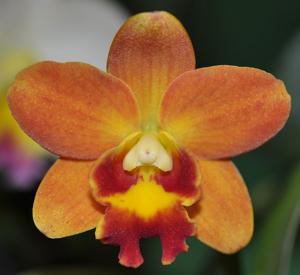 Cattleya Tiny Titan