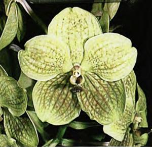 Vanda Amphai