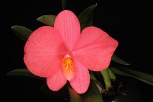 Cattleya Wild Fire