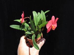 Cattleya Wild Fire