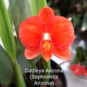 Cattleya Arizona (1983)