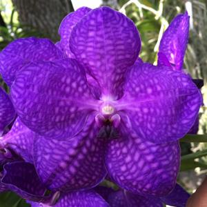 Vanda Bangkok Blue