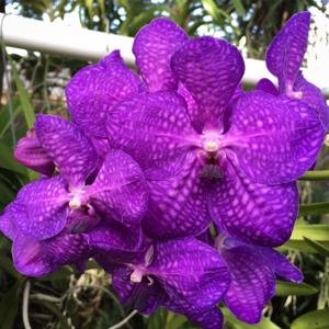 Vanda Bangkok Blue