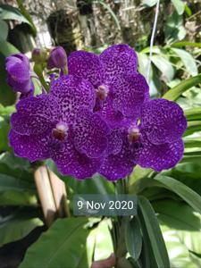 Vanda Fuchs Delight