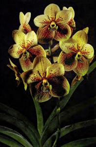 Vanda Eisensander