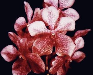 Vanda Jennie Hashimoto