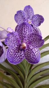 Vanda Gordon Dillon