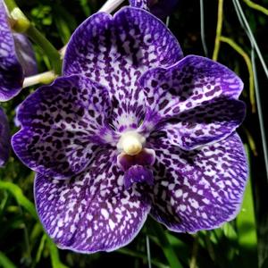 Vanda Gordon Dillon