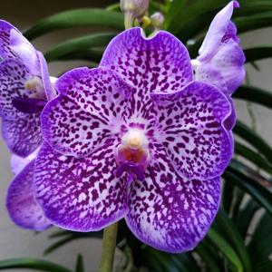 Vanda Gordon Dillon