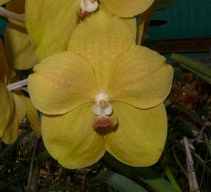 Vanda Kultana Gold