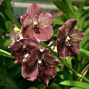 Vanda Kasem's Delight