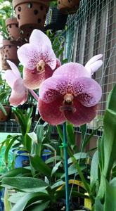 Vanda Madame Rattana