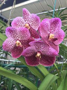 Vanda Madame Rattana