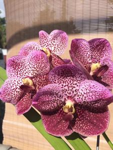 Vanda Madame Rattana