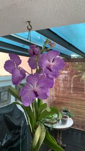 Vanda Maeping Blue