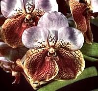 Vanda Mabelmae Kamahele